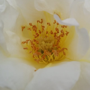 Szkółka róż - róże rabatowe floribunda - biały  - Rosa  Irène Frain - róża z dyskretnym zapachem - Dominique Massad - Jest niższego wzrostu (60 cm), jej krzewy pięknie prezentują się w środkowych rzędach klombów, w towarzystwie roślin o cieplejszym odcieniu koloru.